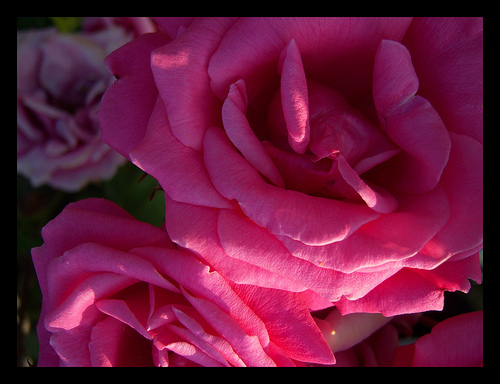 Roses :)