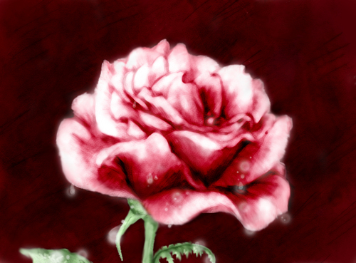  rose :)