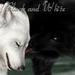 Wolf couple  - wolves icon