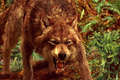 werewolf - jacob-black photo