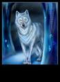 white wolf fantasy - wolves photo