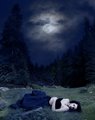~~ Bella ~~ - twilight-series fan art
