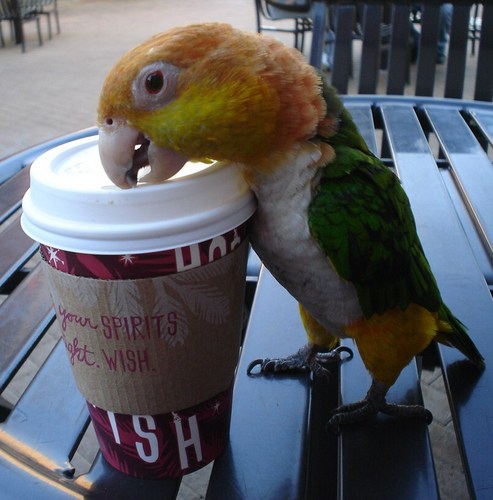  A Bird That Drinks