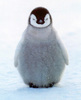  Baby chim cánh cụt
