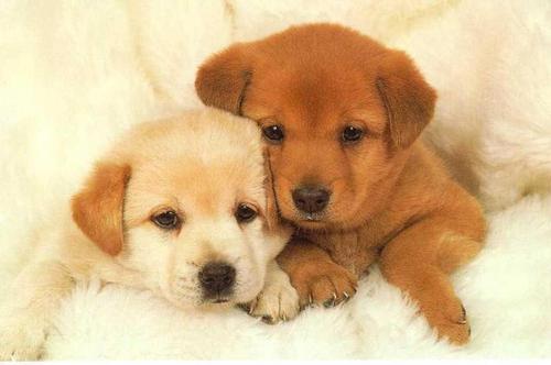 Cute Doggies :)