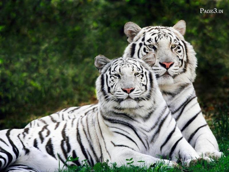 cute tiger cubs wallpapers. Cute Wallpaper
