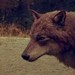 werewolf - werewolves icon