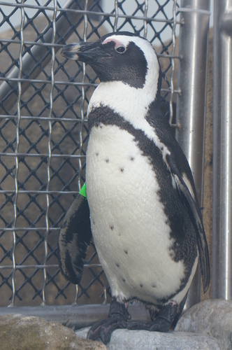  African pinguin, penguin at the National Aviary