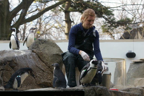  African manchot, pingouin Feeding Time