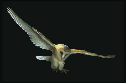  scheune Owl Comin' for a Landing