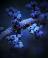 Blueberries - photography photo