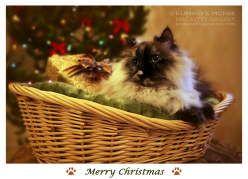  क्रिस्मस बिल्ली