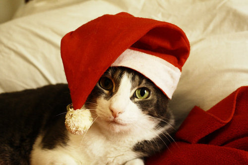  क्रिस्मस बिल्ली
