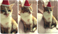 christmas cats - christmas photo