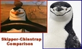 Skipper-Chinstrap Comparison - penguins-of-madagascar fan art