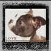 ♥ Dogs - dogs icon