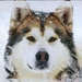 ♥ Dogs - dogs icon