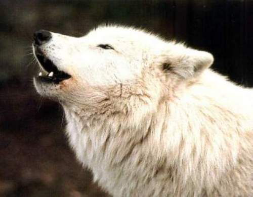  Arctic 늑대