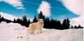 Arctic Wolf - wolves photo
