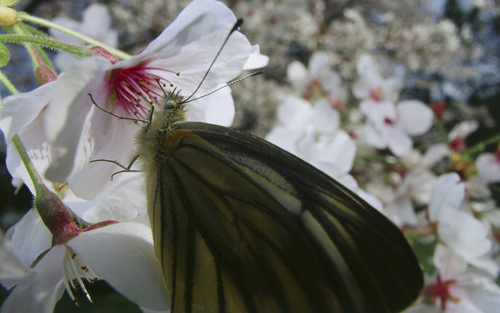  Beautiful mariposas