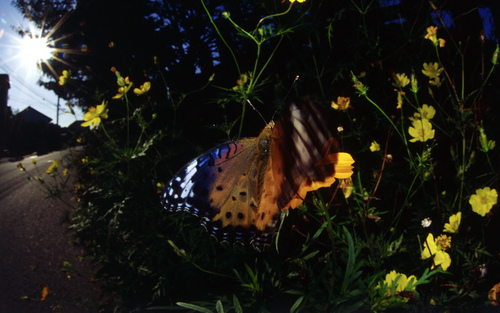  Beautiful Butterflies