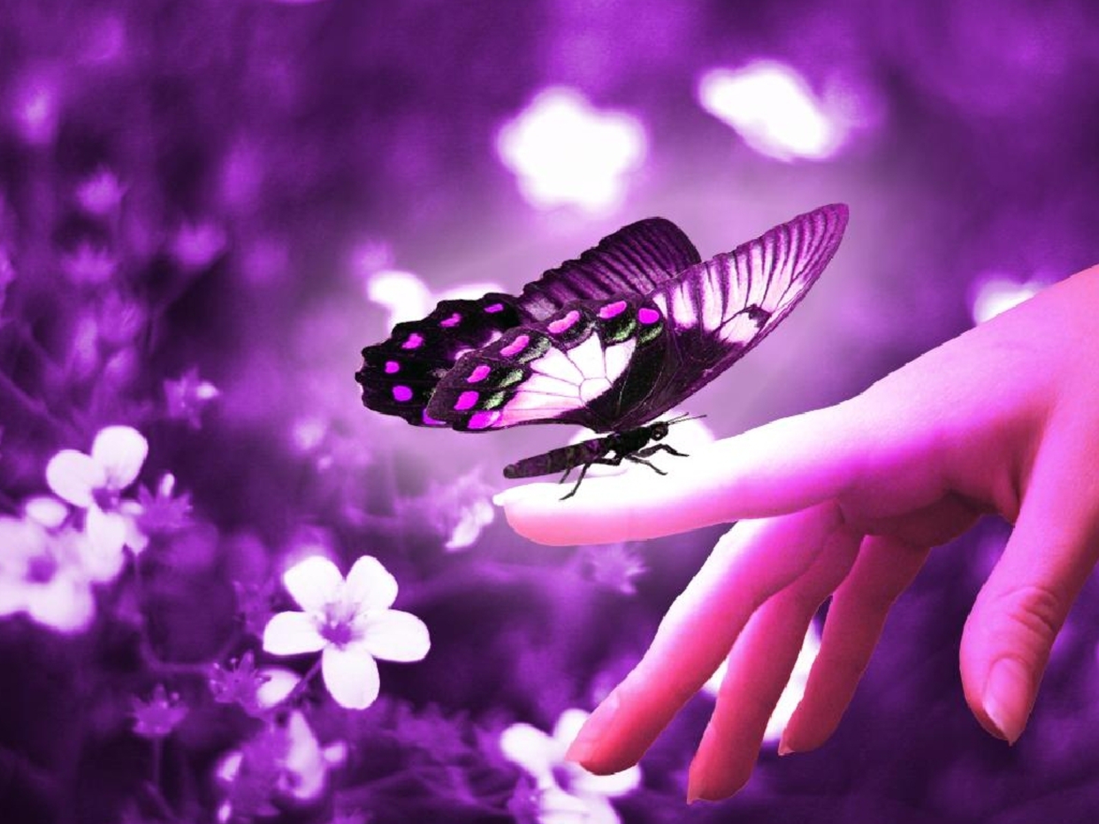 Beautiful Purple Butterflies