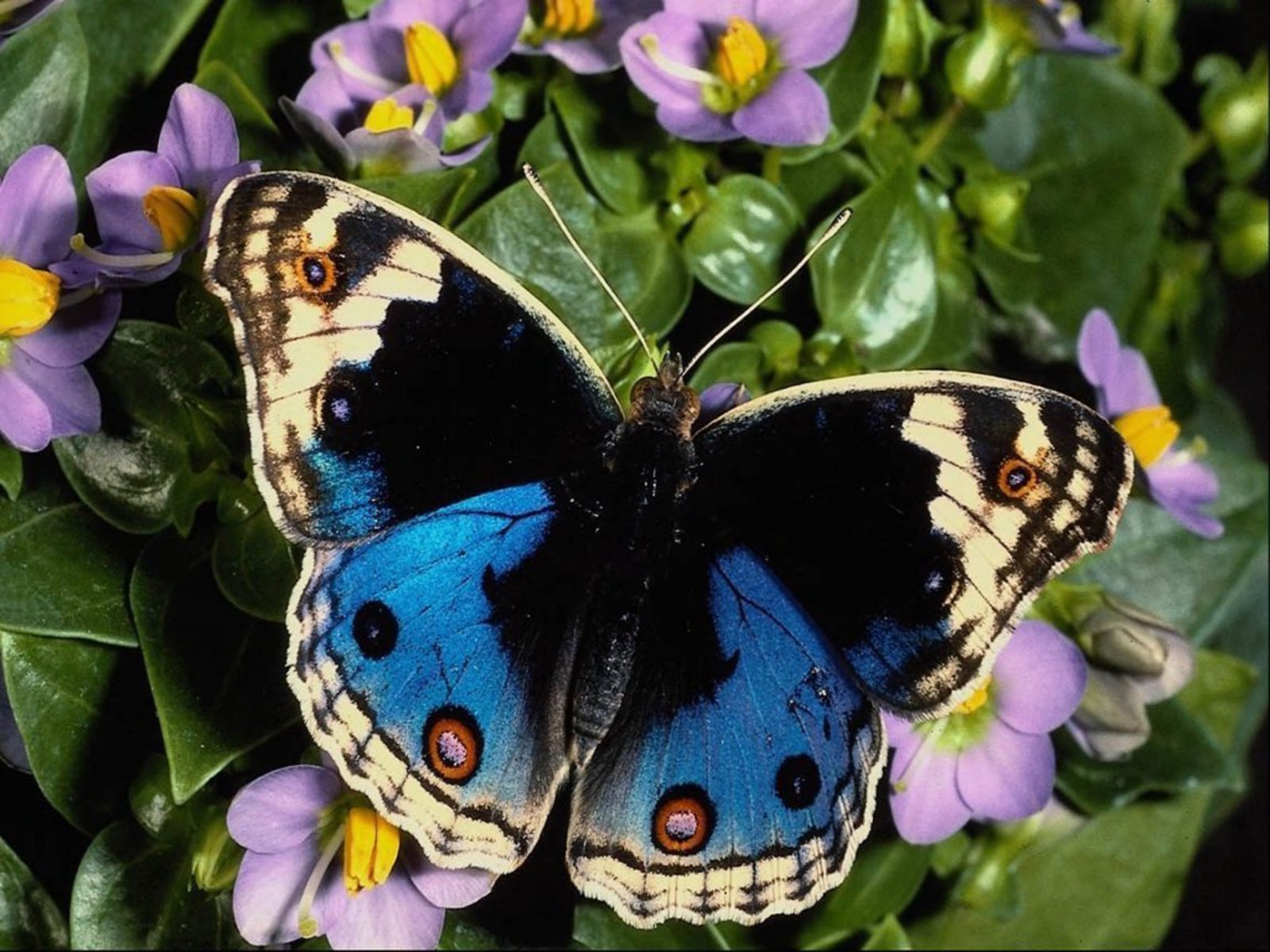 Beautiful Butterflies - Butterflies Wallpaper (9481194) - Fanpop
