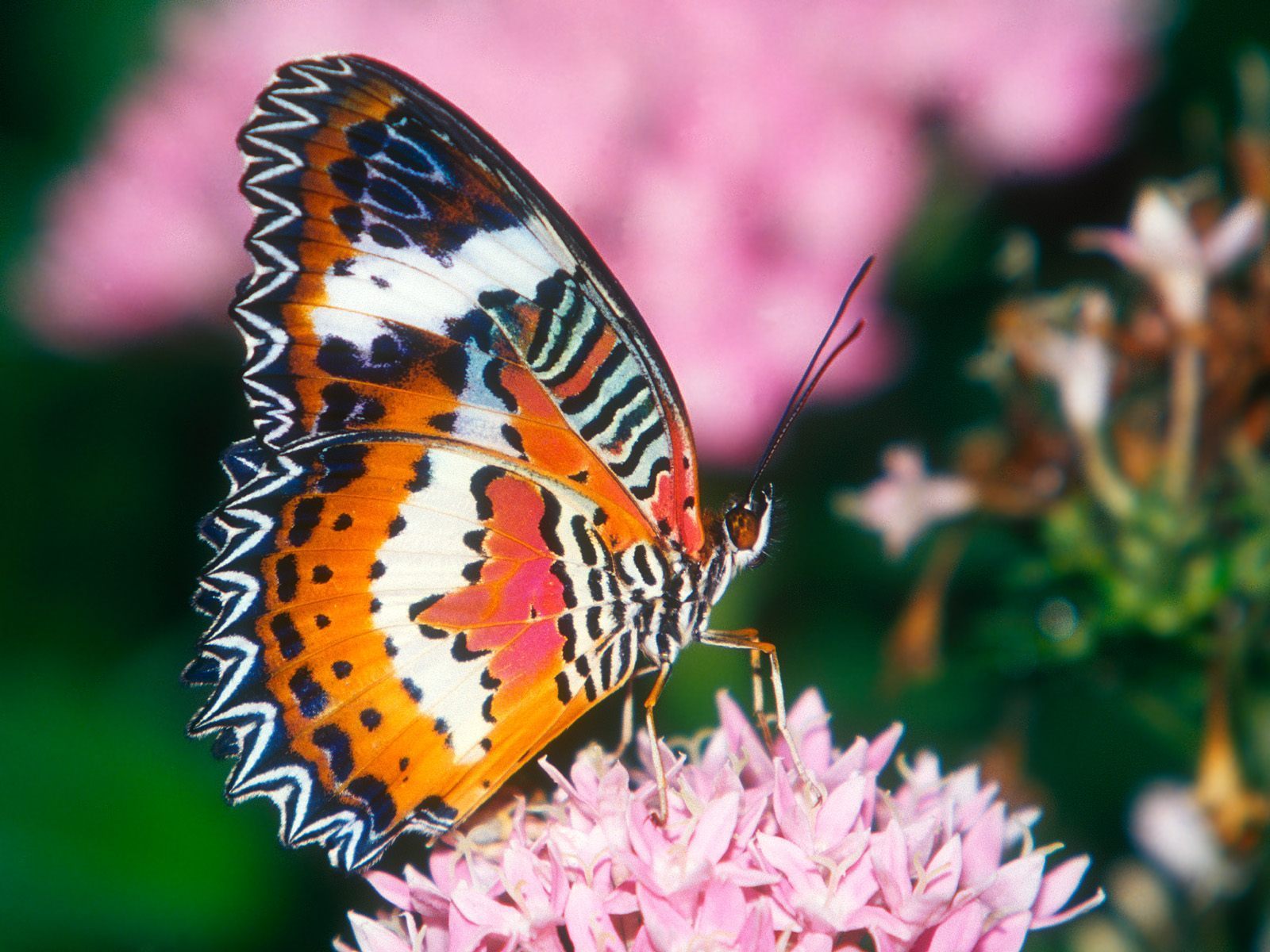 Beautiful Butterflies 93