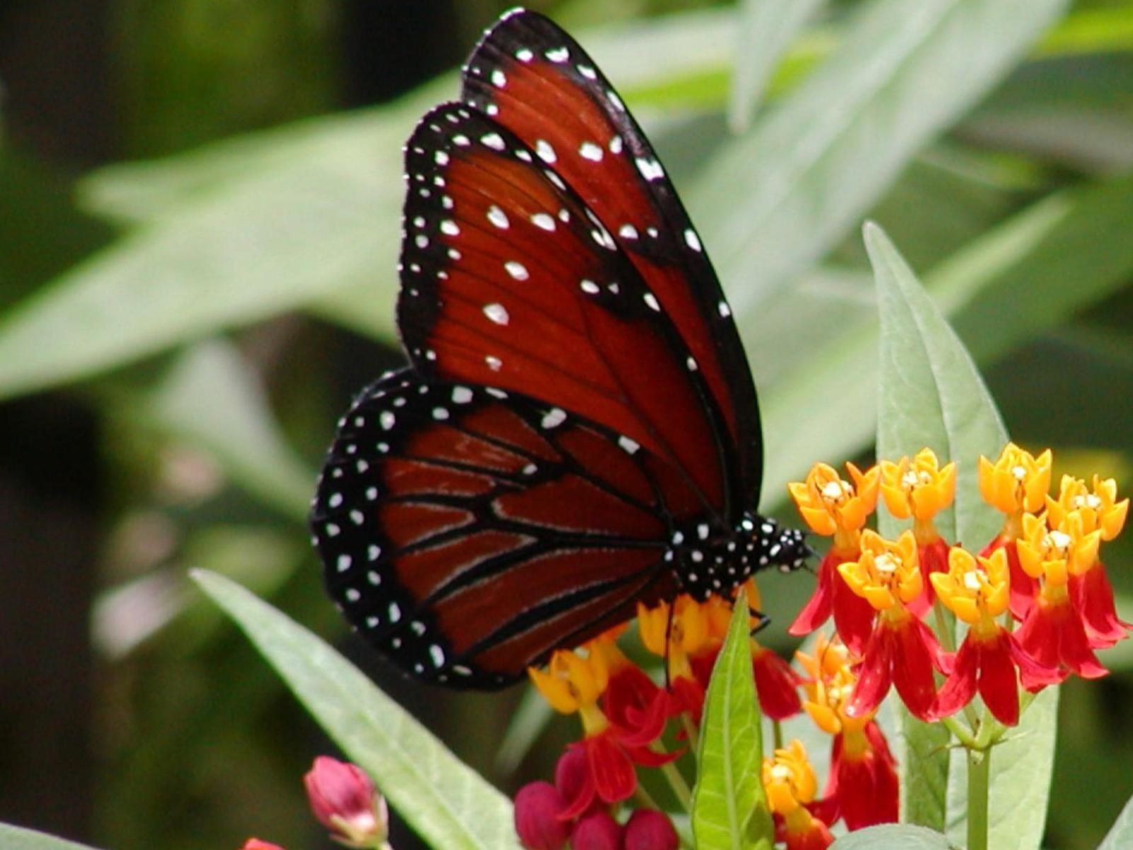 Beautiful Butterflies Pictures 71