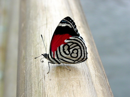  Beautiful 나비