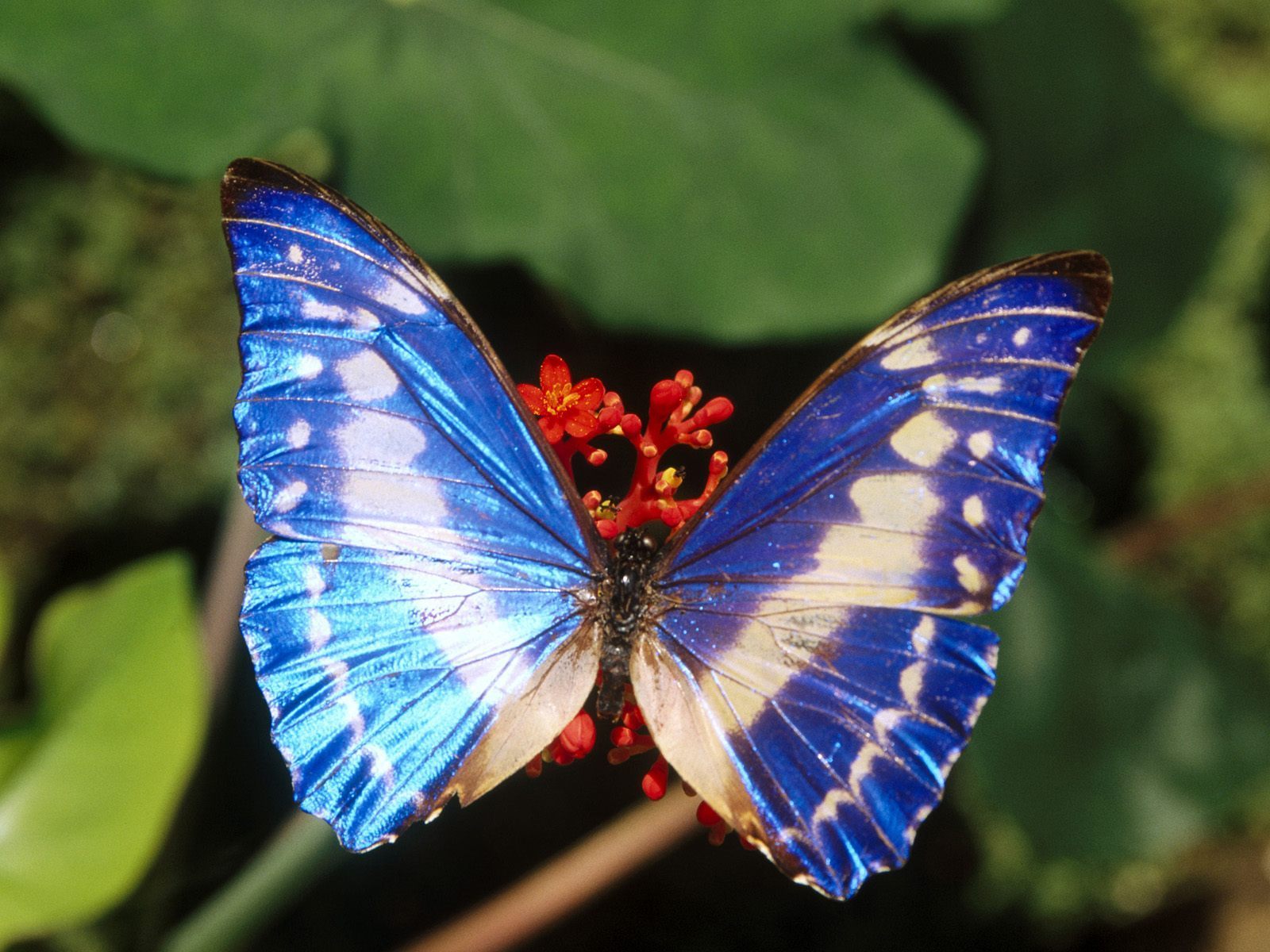 Beautiful Butterflies Pictures 7