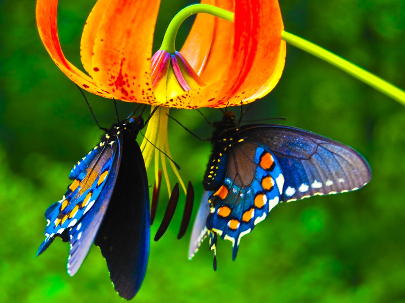 Beautiful Butterflies Photos
