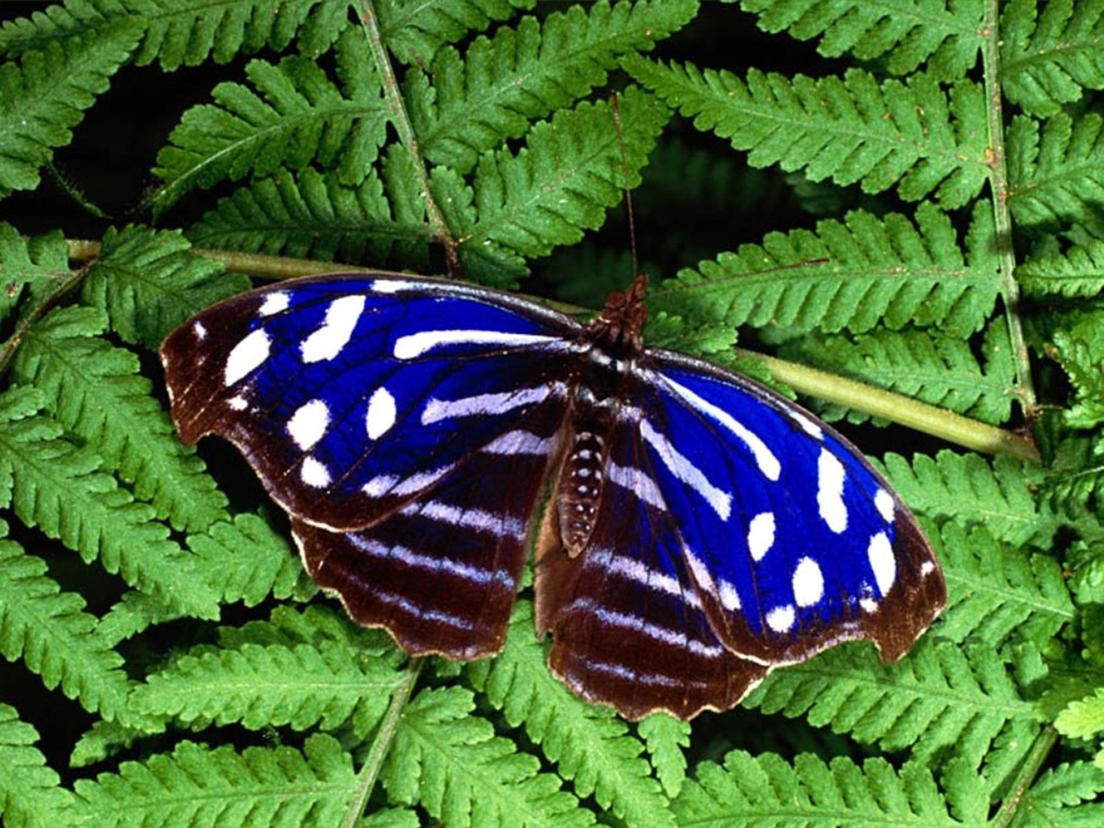 Beautiful Butterfly Pics 39