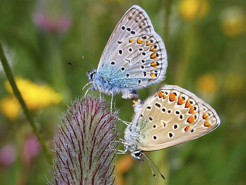  Beautiful Schmetterlinge