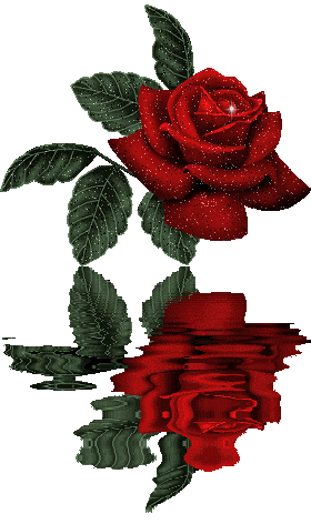  Beautiful Rose