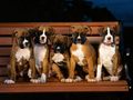 puppies - Boxer Puppies wallpaper
