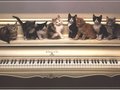 Cats - cats wallpaper