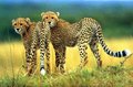 Cheetah Wallpaper - cheetah photo