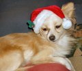 Christmas Chihuahua - chihuahuas photo