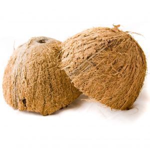  Coconut