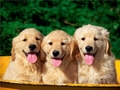 Dogs - dogs photo
