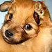 Dogs icons - dogs icon