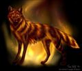 Fire Wolf - wolves photo
