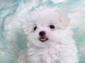 puppies - Fluffy wallpaper