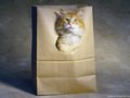 cats - Funny Cats wallpaper