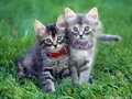 cats - Funny Cats wallpaper
