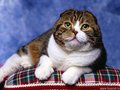 Funny Cats - cats wallpaper