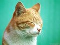Funny Cats - cats wallpaper