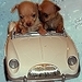 Going For A Ride - chihuahuas icon