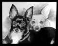 Jessie & Gizmo - chihuahuas fan art